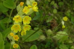 Cowslip (Primula veris), RSPB Old Moor