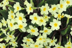 Primrose (Primula vulgaris), Upton Country Park