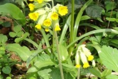 Cowslip (Primula veris), Melton Wood.