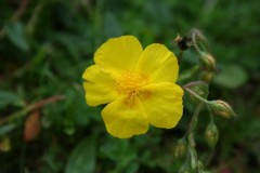 Rock-rose (Helianthemum nummularium), Brockadale.