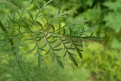 Flixweed - Descurainia sophia, Lindrick Golf Course