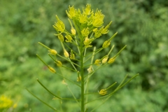 Flixweed - Descurainia sophia, Lindrick Golf Course