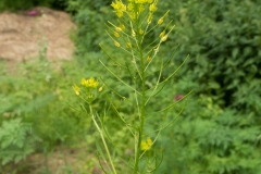 Flixweed - Descurainia sophia, Lindrick Golf Course