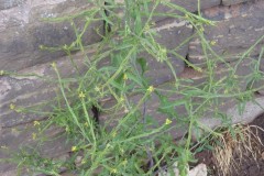 Hedge Mustard (Sisymbrium officinale), Grove Park, Doncaster.