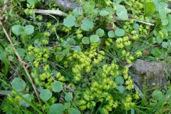 Opposite-leaved Golden Saxifrage (Chrysoplenium alternifolium), Hollicars