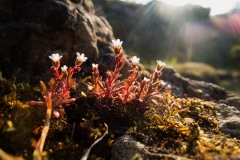 Rue-leaved Saxifrage (Saxifraga tridactylites), Anston Stones