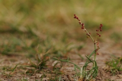 Sheep's Sorrel (Rumex acetosella), NT Clumber Park.