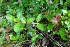 Brooklime (Veronica beccabunga), Sandal Park, Doncaster