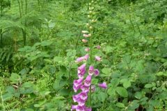 Foxglove (Digitalis purpurea), Sandal Beat Wood, Doncaster.