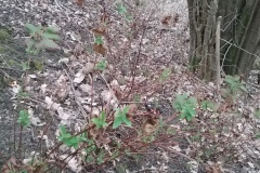 Tutsan (Hypericum androsaemum), Bessacarr Bank, 8 March 2021