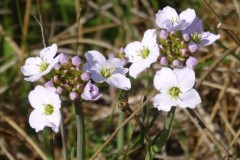 Lady’'s Smock (Cardamine pratensis), Old Moor.