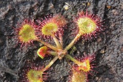 Sundew (Drosera rotundifolia), Thorne Moors.