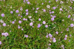 Devil’s-bit Scabious (Succisa pratensis), Potteric Carr.