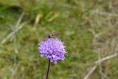 Devil’s-bit Scabious (Succisa pratensis), Potteric Carr.