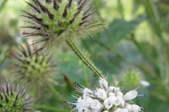 Small Teasel (Dipsacus pilosus), Brockadale.