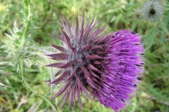 Musk Thistle (Carduus nutans), Norton near Askern.