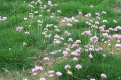 Thrift (Armeria maritima), Holy Island.