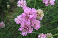 Thrift (Armeria maritima), Holy Island.