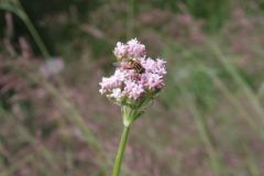 Common Valerian, Valerian officinalis, Thorne Moor