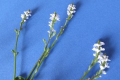 Vervain (Verbena officinalis), Hurst Gravel Pits