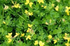 Bird’s-foot Trefoil (Lotus corniculatus), Bentley Community Woodland