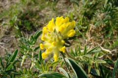 Kidney vetch (Anthyllis vuleraria)