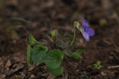 Common Dog Violet (Viola riviniana), Whitwell Wood, Derbyshire.