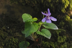 Early Dog Violet (Viola reichenbachiana), Laughton Wood.