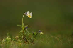 Field Pansy (Viola arvensis), Barrow Hills.