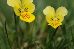 Mountain Pansy (Viola lutea), Slaley Fields, Derbyshire.