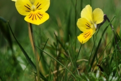 Mountain Pansy (Viola lutea), Slaley Fields, Derbyshire.