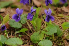 Sweet Violet (Viola odorata), Lound, Notts