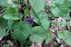 Sweet Violet (Viola odorata) Bessacarr Bank 8 March