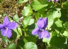 Common Dog Violet (Viola riviniana), Melton Wood.