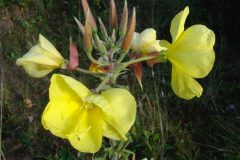 Evening Primrose (Oenothera biennis), Dunsville Quarry.