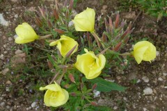 Evening Primrose (Oenothera biennis), Dunsville Quarry.