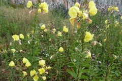 Evening Primrose (Oenothera biennis), Dunsville Quarry.