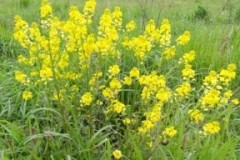 Wintercress (Barbaeea vulgaris), Cusworth Hall & Park.