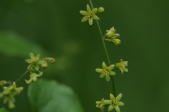 Black Bryony (Tamus communis), Anston Stones, Yorkshire.