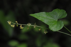 Black Bryony (Tamus communis), Clarborough, Notts