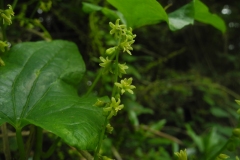 Black Bryony (Tamus communis), Anston Stones, Yorkshire.