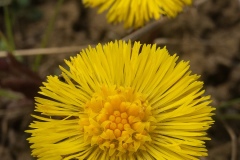 Colt's Foot - Tussilago farfara, Potteric Carr.