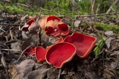 Scarlet Elfcup, Potteric Carr