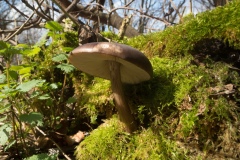 Deer Shield - Pluteus cervinus, Potteric Carr.