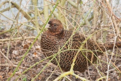 Hen Pheasant, Potteric Carr.