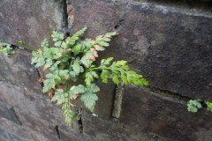 Asplenium adiantum-nigrum - Black Spleenwort, Potteric Carr.