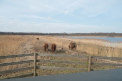 Conservation Grazing, Potteric Carr.