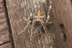 Larinioides cornutus, Potteric Carr.