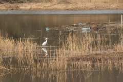 Little Egret - Egretta garzetta, Potteric Carr.