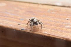 Salticus scenicus, Potteric Carr.